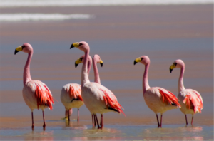 FLAMENCOS Y VICUÑAS EN TRAVESÍA ALTOANDINA