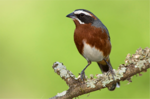 OBSERVACIÓN DE AVES EN SELVA DE MONTAÑA