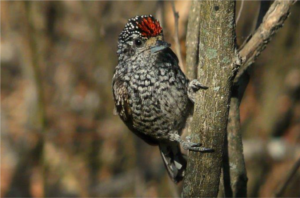 CAMINANDO POR LA RESERVA DE LA CIUDAD DE SALTA