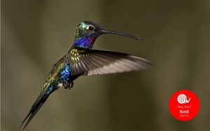 AVES Y VINOS EN EL RINCÓN DEL CIELO