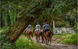 CABALGATA 1/2 DÍA