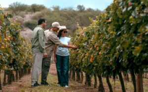 FUEGOS Y VIÑAS