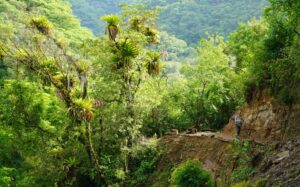 TREKKING YUNGAS: BARITÚ, PARQUE NACIONAL BARITÍU Y AGUAS TERMALES DE LIPEO – LOS TOLDOS